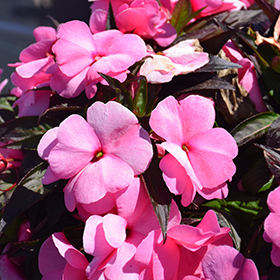 Plant Photo 6