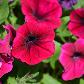 Plant Photo 4