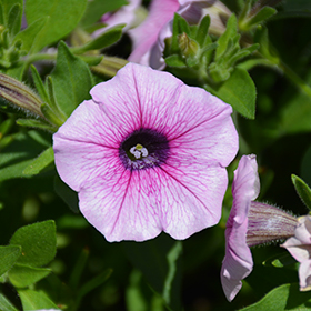 Plant Photo 7