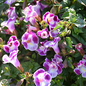 Plant Photo 3