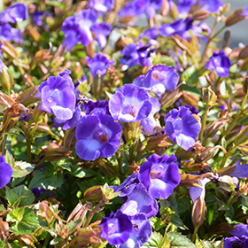 Plant Photo 2