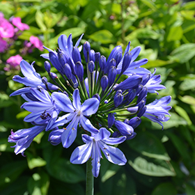Plant Photo 8