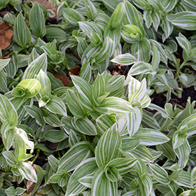 Plant Photo 9