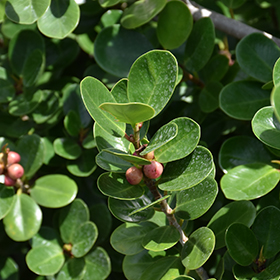 Plant Photo 3