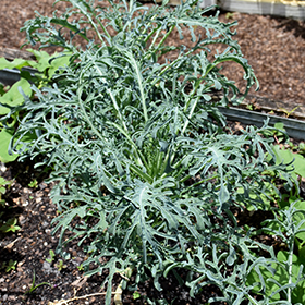 Plant Photo 4