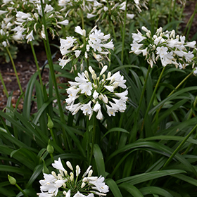 Plant Photo 9