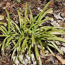 Plant Photo 9