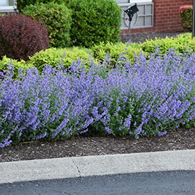 Bee-Friendly Plants Photo