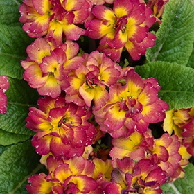 Plant Photo 1