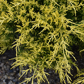 Plant Photo 10