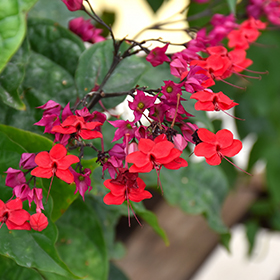 Plant Photo 7