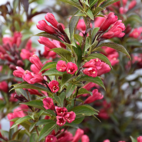 Plant Photo 9