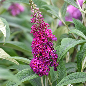 Plant Photo 4