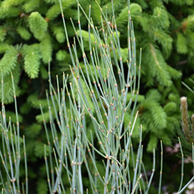 Plant Photo 1