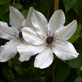 Plant Photo 1