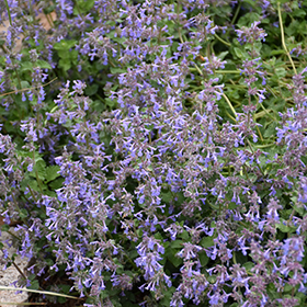 Plant Photo 10