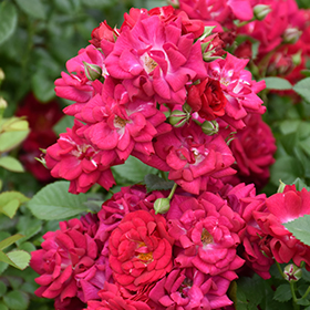 Plant Photo 4