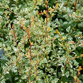 Plant Photo 8