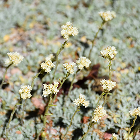 Plant Photo 7