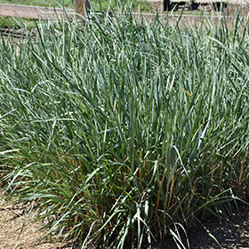 Plant Photo 9