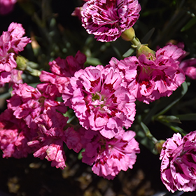 Plant Photo 4