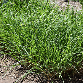 Plant Photo 6
