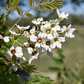 Plant Photo 4
