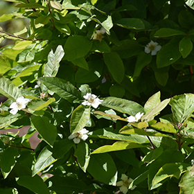 Plant Photo 4