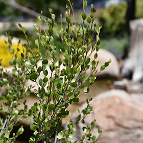 Plant Photo 6