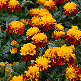Plant Photo 7