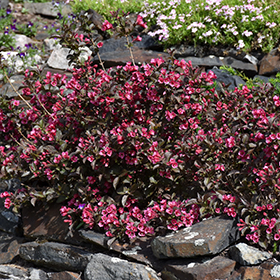 Plant Photo 4