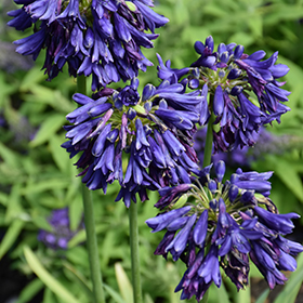Plant Photo 3