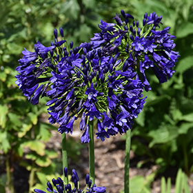 Plant Photo 1
