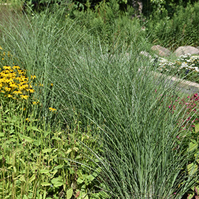 Plant Photo 6