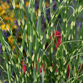 Plant Photo 2
