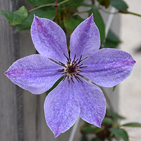 Plant Photo 9