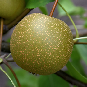 Plant Photo 7