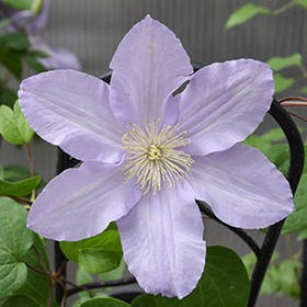 Plant Photo 8