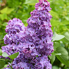 Plant Photo 9