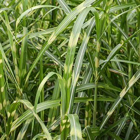 Plant Photo 5