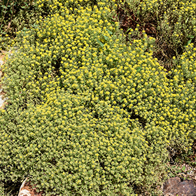 Plant Photo 3