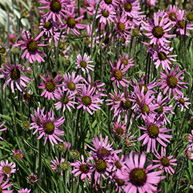Prairie Wildflowers Photo
