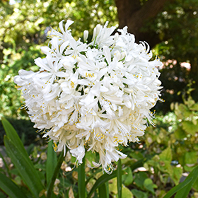 Plant Photo 1