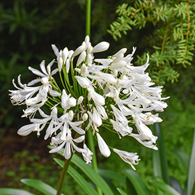 Plant Photo 6