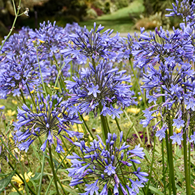 Plant Photo 6