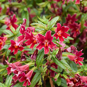 Plant Photo 8