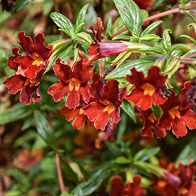 Plant Photo 2