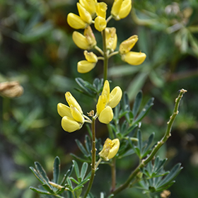 Plant Photo 5