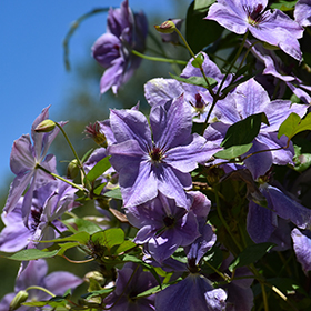 Plant Photo 5