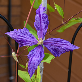 Plant Photo 3